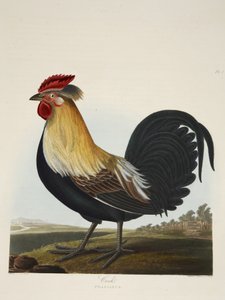 Cock, Phasianus, az „A Selection of British Birds”, pub. 1835 (kézzel színezett metszet) alkotó: Charles Auguste (after) Steuben