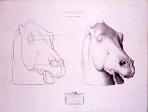 Lófej a Parthenon nyugati oromfaláról, 47. tábla a Cours de Dessinből, 1898 körül