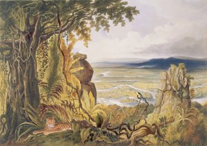 A Comuti vagy Taquiare szikla, az Essequibo folyón, a "Nézetek Guyana belsejében" című művéből, George Barnard (fl.1832-90) kocsma által metszett. Ackermann, 1840