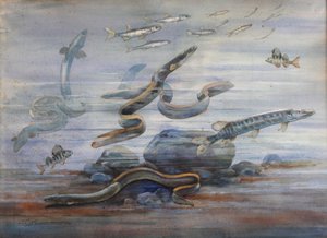 Tengeri hal, 1907 körül (akvarell)