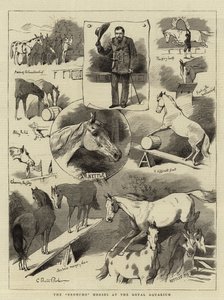 A Broncho Horses a Királyi Akváriumban