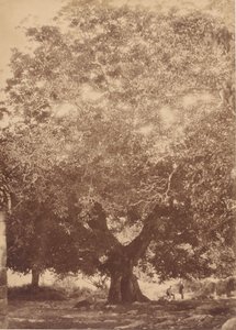 V. Károly császár diófája, Yuste, 1858.