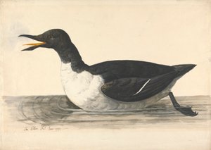A William, 1742. június alkotó: Charles Collins