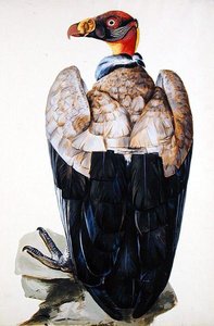 Keselyű (guache papíron) alkotó: Charles Collins