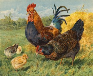 Csirke (chromolitho)
