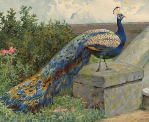Páva (chromolitho)