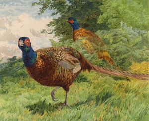 Fácán (chromolitho)