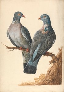 Két erdei galamb alkotó: Charles Collins