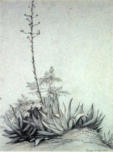 Virágzó Yucca alkotó: Charles Damour