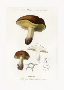 Gomba (Boletus circinans) alkotó: Charles Dessalines D