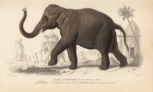 Indiai elefánt, Charles D