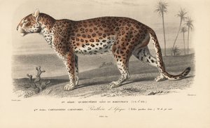 Leopárd, Charles D