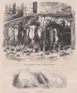 Percheron lovak az istállóban, trágya gödör, Magasin Pittoresque-ből, kb. 1852., kb. 1852. alkotó: Charles Emile Jacque