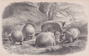 A Wombat, a Le Magasin Pittoresque-ből, kb. 1852. alkotó: Charles Emile Jacque