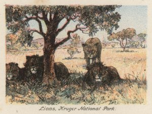 Dél-Afrika: Kruger Nemzeti Park (színes lithó)