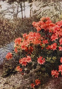 Hardy Azalea bokor (színes fotó) alkotó: Charles Essenhigh Corke
