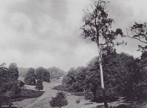 Knole Park (f/w fotó) alkotó: Charles Essenhigh Corke