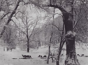 Knole Park (f/w fotó) alkotó: Charles Essenhigh Corke