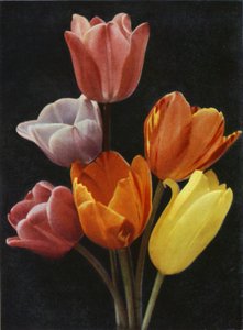 Május virágzó tulipánok (színes fotó) alkotó: Charles Essenhigh Corke