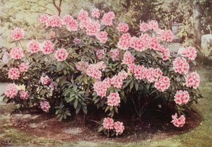 Rhododendron Pink Pearl, a "The Heights"-ban, Witley-ben, Mrs Farnham rezidenciájában (színes fotó) alkotó: Charles Essenhigh Corke