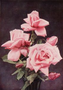 Rose Lady Ashtown (színes fotó) alkotó: Charles Essenhigh Corke