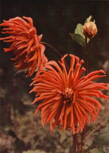 The Cactus Dahlia "Brisbane" (színes fotó) alkotó: Charles Essenhigh Corke