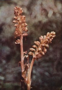Vadvirágok: Madárfészek Orchis (színes fotó)
