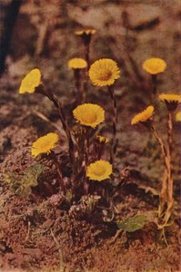 Vadvirágok: Coltsfoot (színes fotó) alkotó: Charles Essenhigh Corke