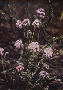 Vadvirágok: Cross-Leaved Heath (színes fotó) alkotó: Charles Essenhigh Corke