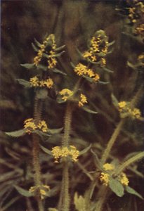 Vadvirágok: Cross-wort (színes fotó) alkotó: Charles Essenhigh Corke