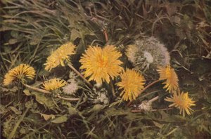 Vadvirágok: gyermekláncfű (színes fotó) alkotó: Charles Essenhigh Corke