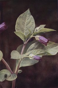 Vadvirágok: Deadly Nightshade (színes fotó)