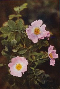 Vadvirágok: Dog Rose (színes fotó)