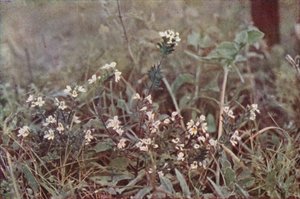 Vadvirágok: Eyebright (színes fotó) alkotó: Charles Essenhigh Corke