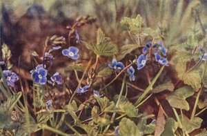 Vadvirágok: Germander Speedwell (színes fotó) alkotó: Charles Essenhigh Corke