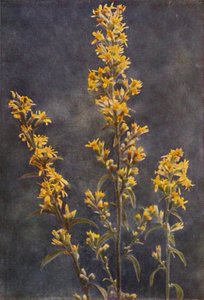 Vadvirágok: Golden Rod (színes fotó) alkotó: Charles Essenhigh Corke