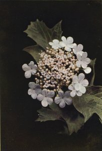 Vadvirágok: Guelder Rose (színes fotó) alkotó: Charles Essenhigh Corke