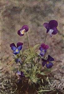Vadvirágok: Heartsease (színes fotó) alkotó: Charles Essenhigh Corke
