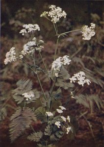 Vadvirágok: Hedge petrezselyem (színes fotó) alkotó: Charles Essenhigh Corke