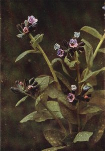 Vadvirágok: Lungwort (színes fotó) alkotó: Charles Essenhigh Corke