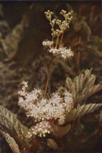 Vadvirágok: Meadow-Sweet (színes fotó) alkotó: Charles Essenhigh Corke