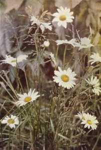 Vadvirágok: Ox-Eye Daisy (színes fotó) alkotó: Charles Essenhigh Corke