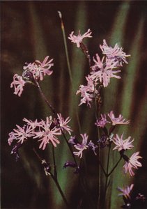 Vadvirágok: Ragged Robin (színes fotó) alkotó: Charles Essenhigh Corke
