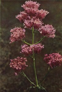 Vadvirágok: Red Valerian (színes fotó)