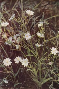 Vadvirágok: Stitchwort (színes fotó) alkotó: Charles Essenhigh Corke