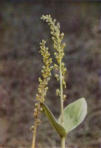 Vadvirágok: Twayblade (színes fotó) alkotó: Charles Essenhigh Corke