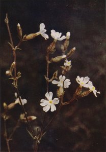 Vadvirágok: White Campion (színes fotó) alkotó: Charles Essenhigh Corke