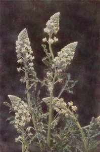 Vadvirágok: Wild Mignonette (színes fotó) alkotó: Charles Essenhigh Corke