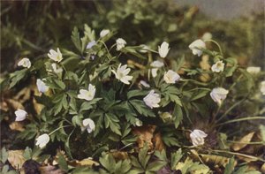 Vadvirágok: Wood Anemone (színes fotó) alkotó: Charles Essenhigh Corke