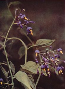 Vadvirágok: Woody Nightshade (színes fotó) alkotó: Charles Essenhigh Corke